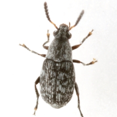 Acanthoscelides tenuis