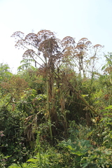 Heracleum sosnowskyi