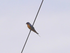 Hirundo rustica erythrogaster