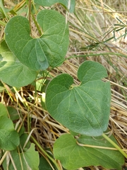 Aristolochia pallida