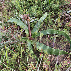 Trachyandra muricata