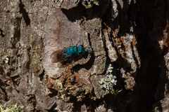 Chrysis fulgida