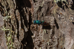 Chrysis fulgida