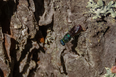 Chrysis fulgida