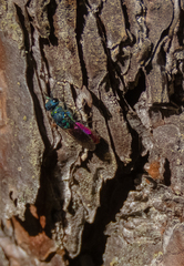 Chrysis fulgida