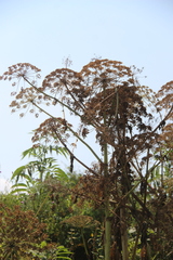 Heracleum sosnowskyi