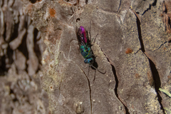 Chrysis fulgida