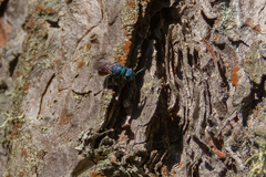 Chrysis fulgida