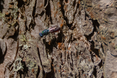 Chrysis fulgida