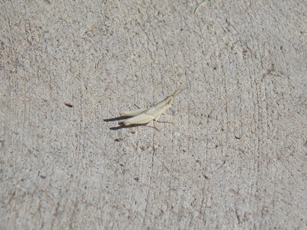Atascosa Grasshopper