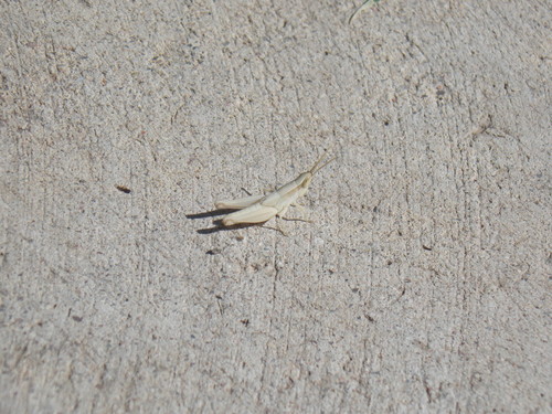 Atascosa Grasshopper