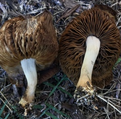 Agrocybe putaminum