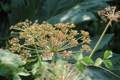 Heracleum sosnowskyi