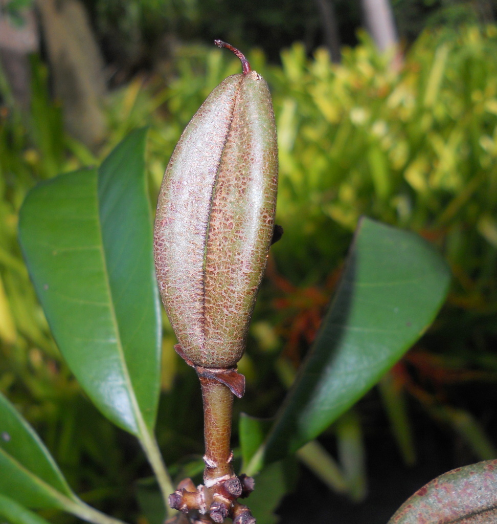 Kielmeyera membranacea