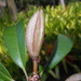 Kielmeyera membranacea - Photo (c) Lucas C. Marinho, algunos derechos reservados (CC BY-NC), subido por Lucas C. Marinho