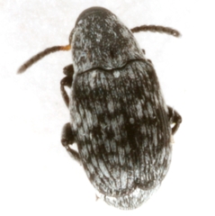 Acanthoscelides tenuis