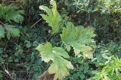 Heracleum sosnowskyi