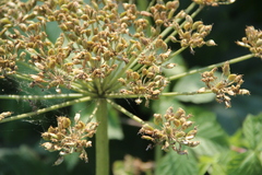 Heracleum sosnowskyi