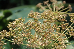 Heracleum sosnowskyi