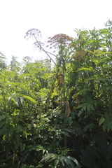 Heracleum sosnowskyi