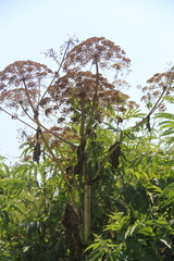 Heracleum sosnowskyi
