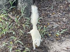 Callosciurus finlaysonii