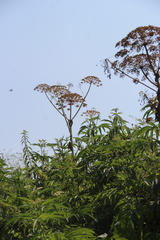 Heracleum sosnowskyi