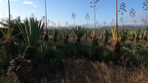 Agave image