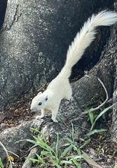 Callosciurus finlaysonii