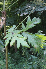 Heracleum sosnowskyi
