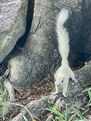 Callosciurus finlaysonii