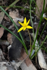 Pauridia glabella glabella
