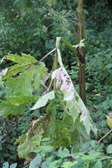 Heracleum sosnowskyi