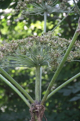 Heracleum sosnowskyi
