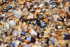 Turbonilla lactea