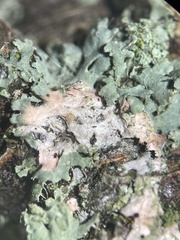 Laetisaria lichenicola