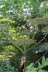 Heracleum sosnowskyi