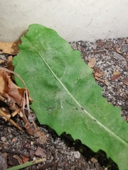 Podosphaera erigerontis-canadensis