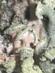 Laetisaria lichenicola