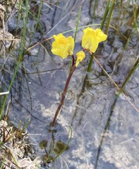 Utricularia ochroleuca