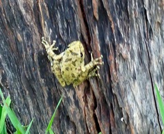Scinax nasicus