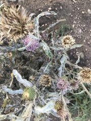 Cirsium canescens