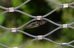 Campsosternus auratus
