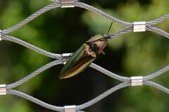 Campsosternus auratus