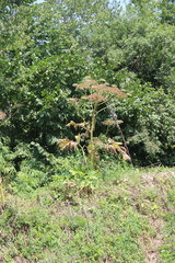 Heracleum sosnowskyi