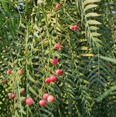 Schinus molle