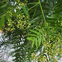 Schinus molle