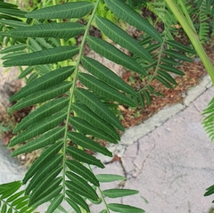 Schinus molle