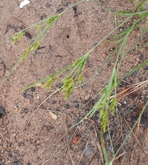 Cyperus schweinitzii