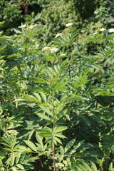 Sambucus ebulus
